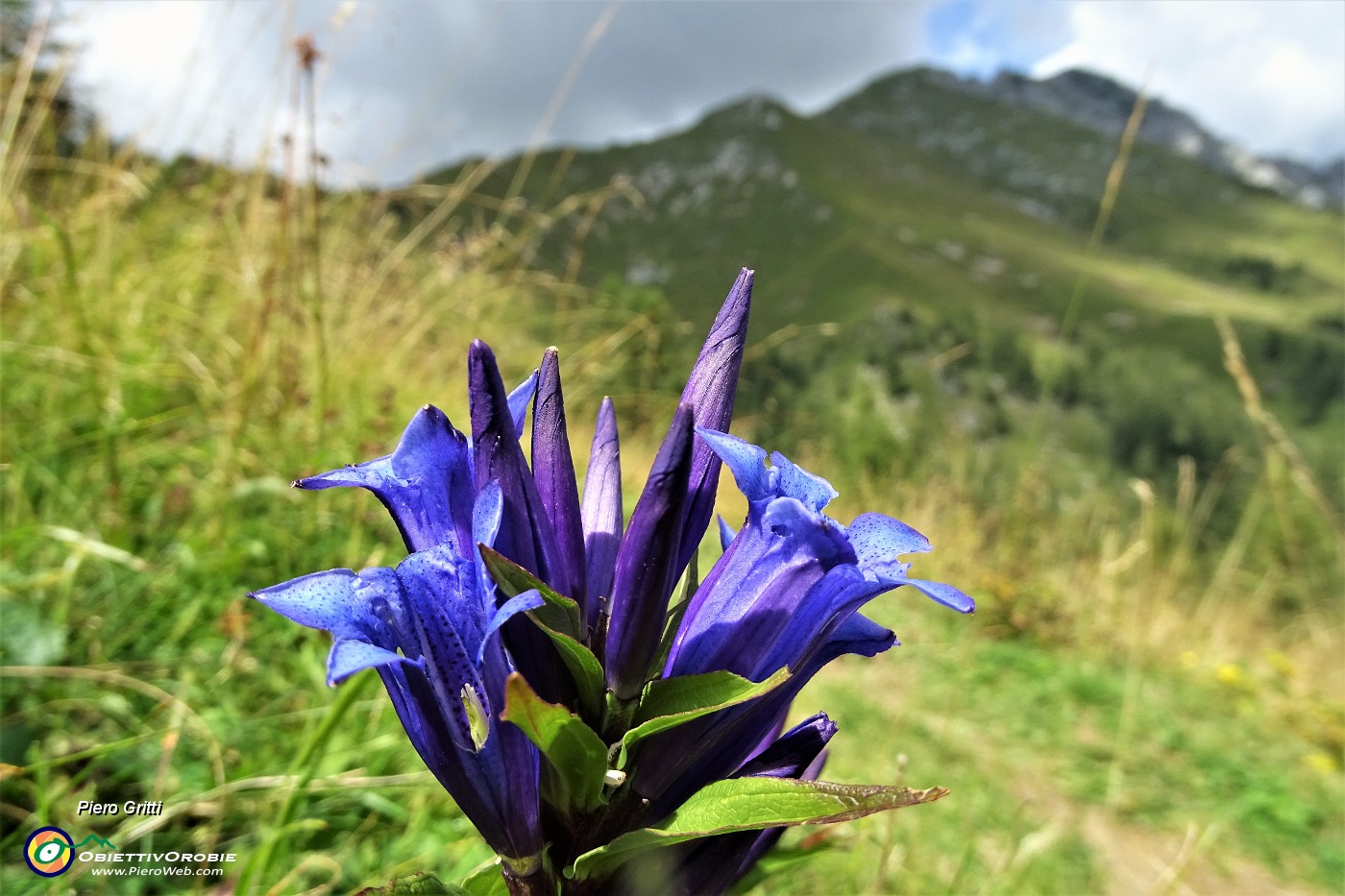 48 Fiori di  genzianelle.JPG
